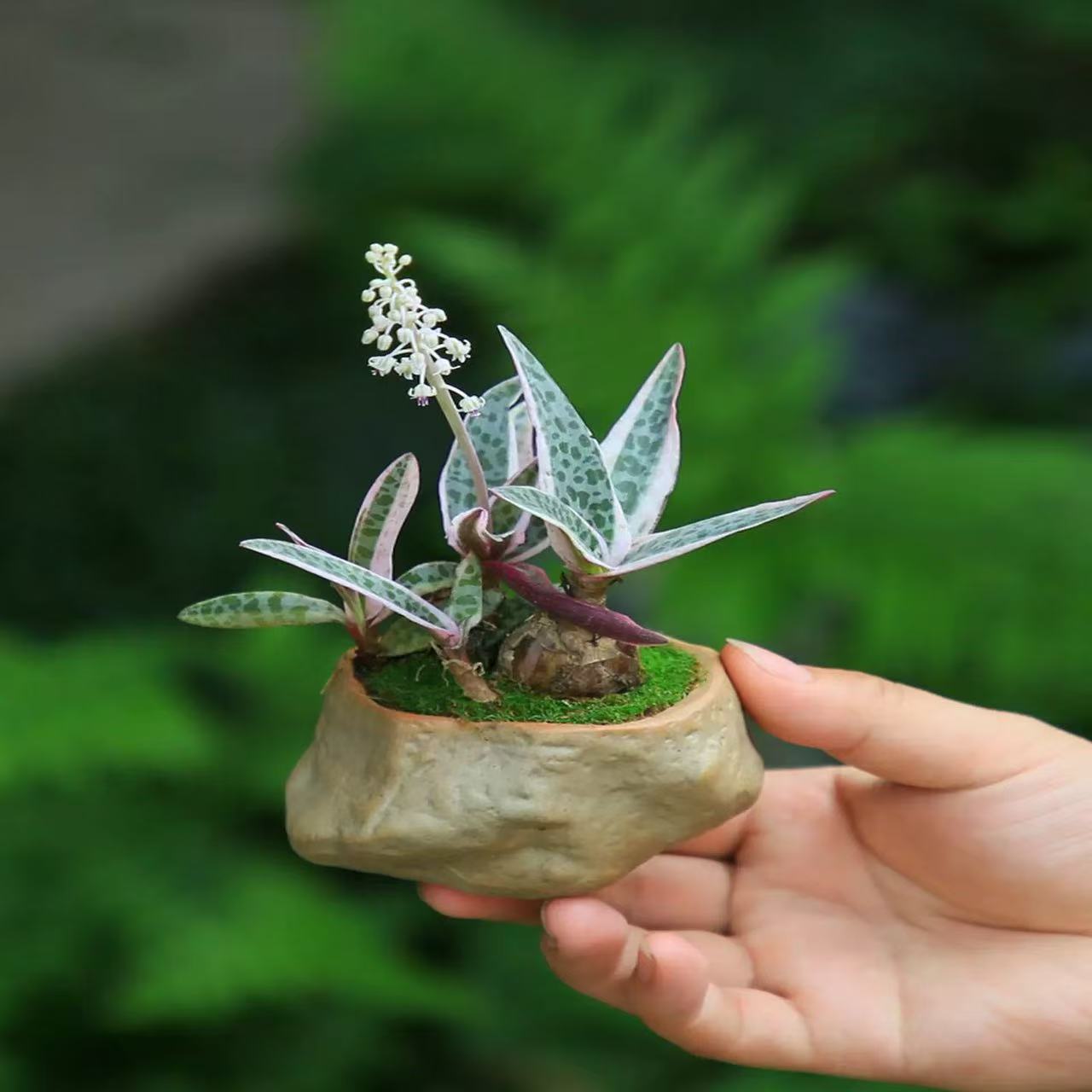 油点百合多肉植物