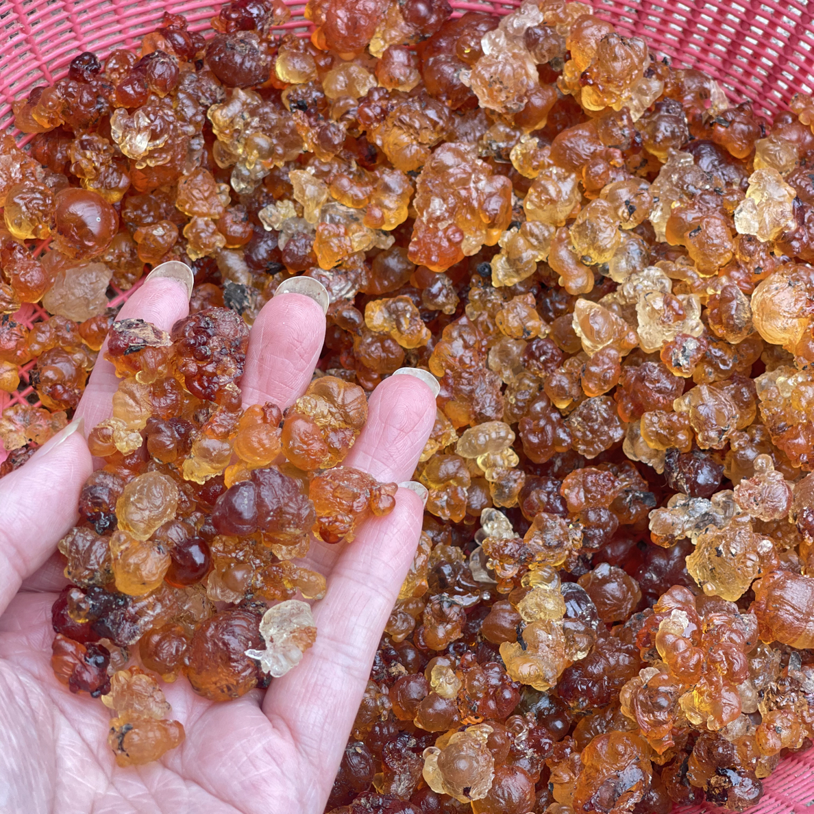 【顺丰包邮】天然人工采摘带树皮桃胶可煮甜品食用，自家桃树桃胶