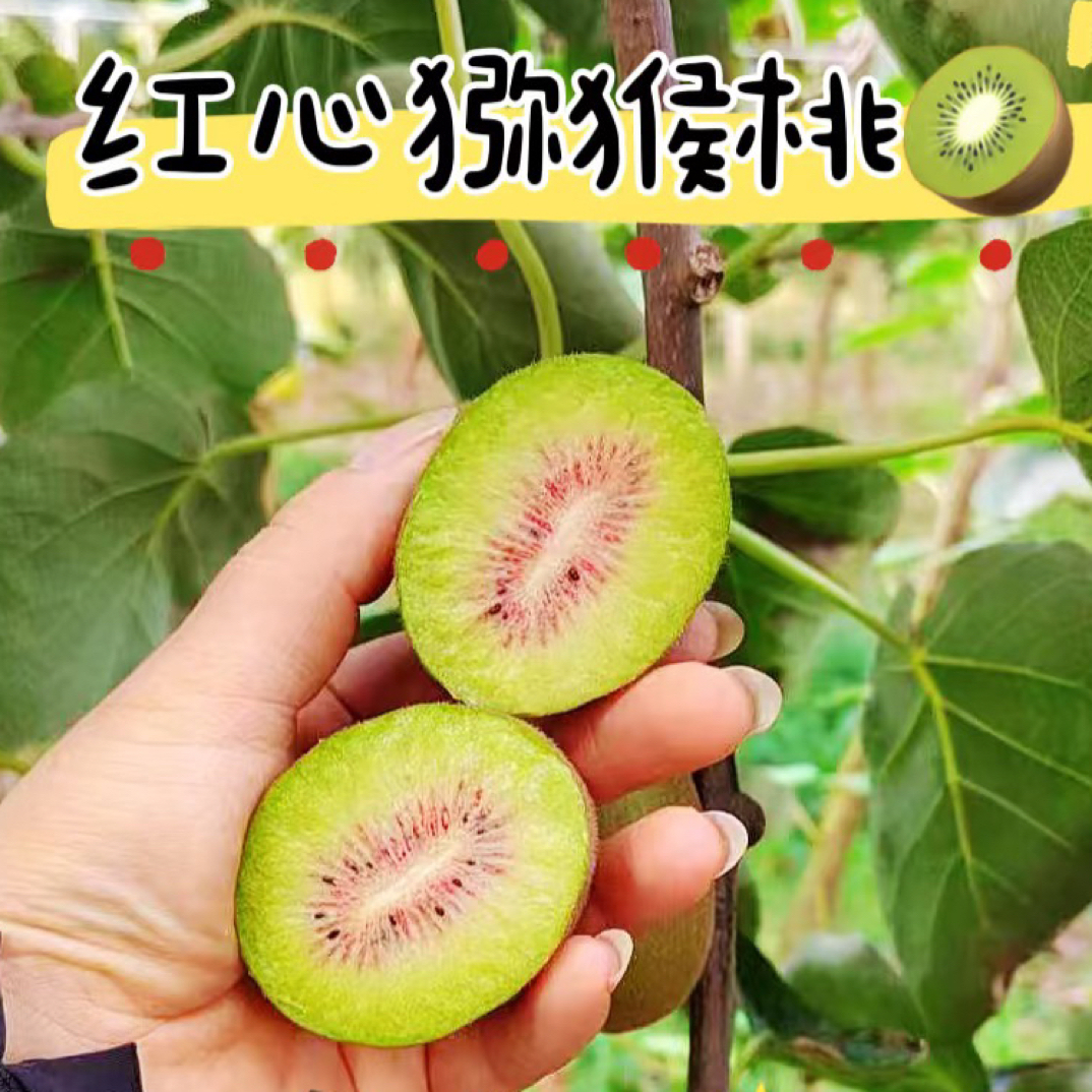 陕西眉县红心猕猴桃新鲜当季水果现摘现发孕妇佳品