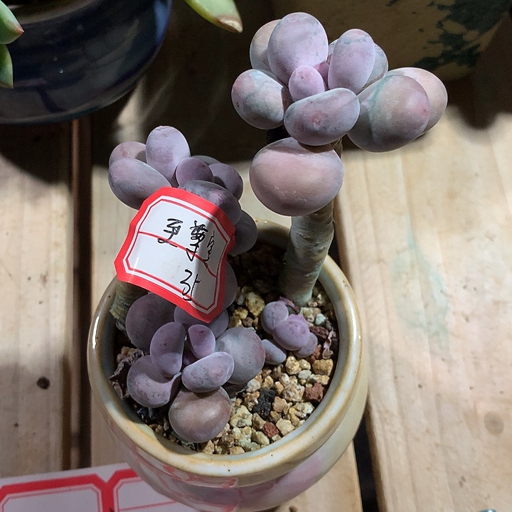 至***』阿纪是我家姐姐姐姐姐姐