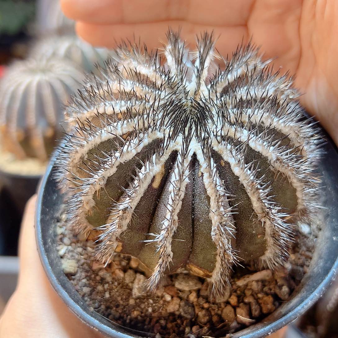 自根自刺紫皮尤伯球6.2公分带盆有瑕疵