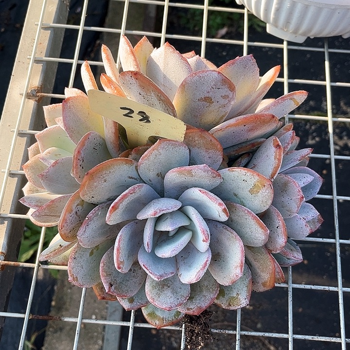 奶茶28号码牌子的话