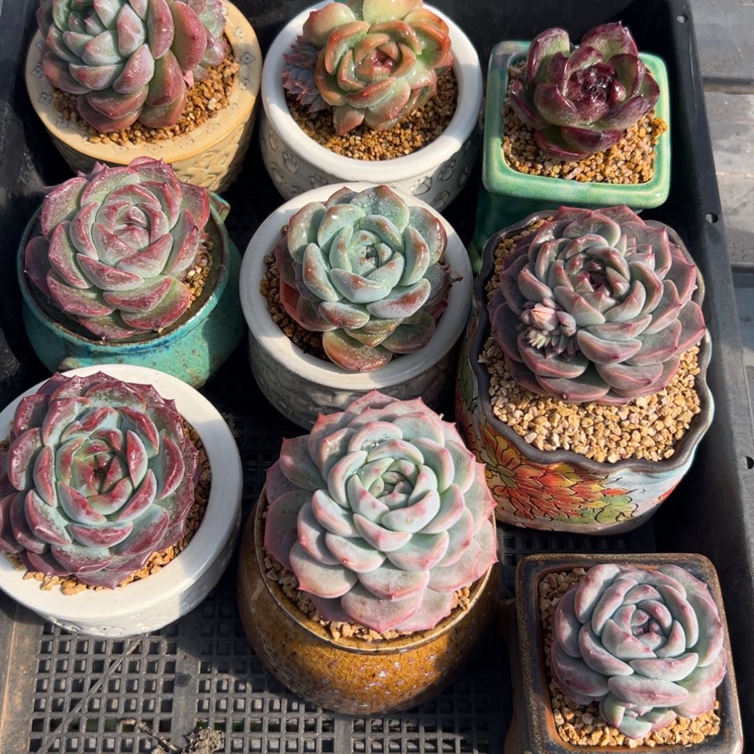 从前慢花园多肉编号1127-217