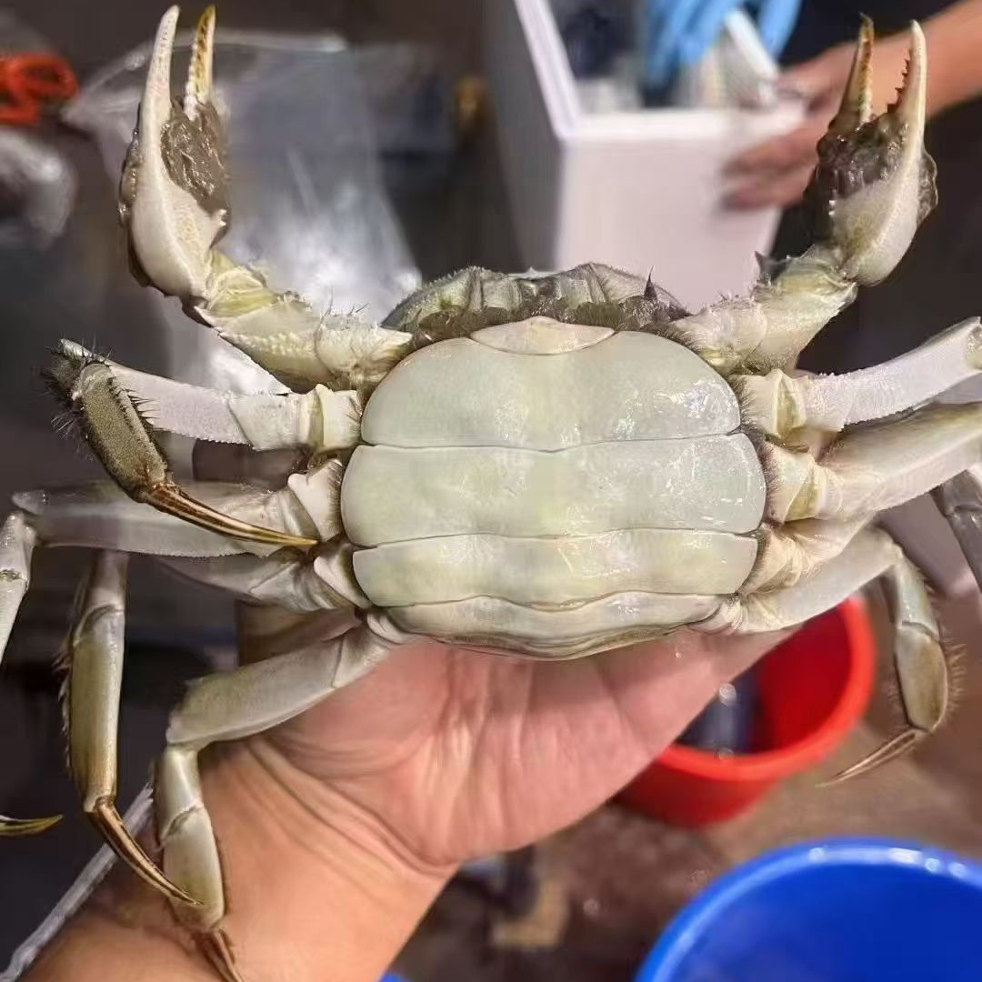 （包活蟹）公蟹母蟹大闸蟹公蟹母蟹搭配2-4两8-12只3斤装