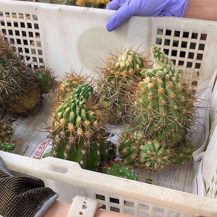 _***子黑王2号10棵。。。。。。。