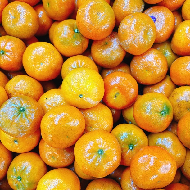 沃柑 500g（一斤）黑龙江省