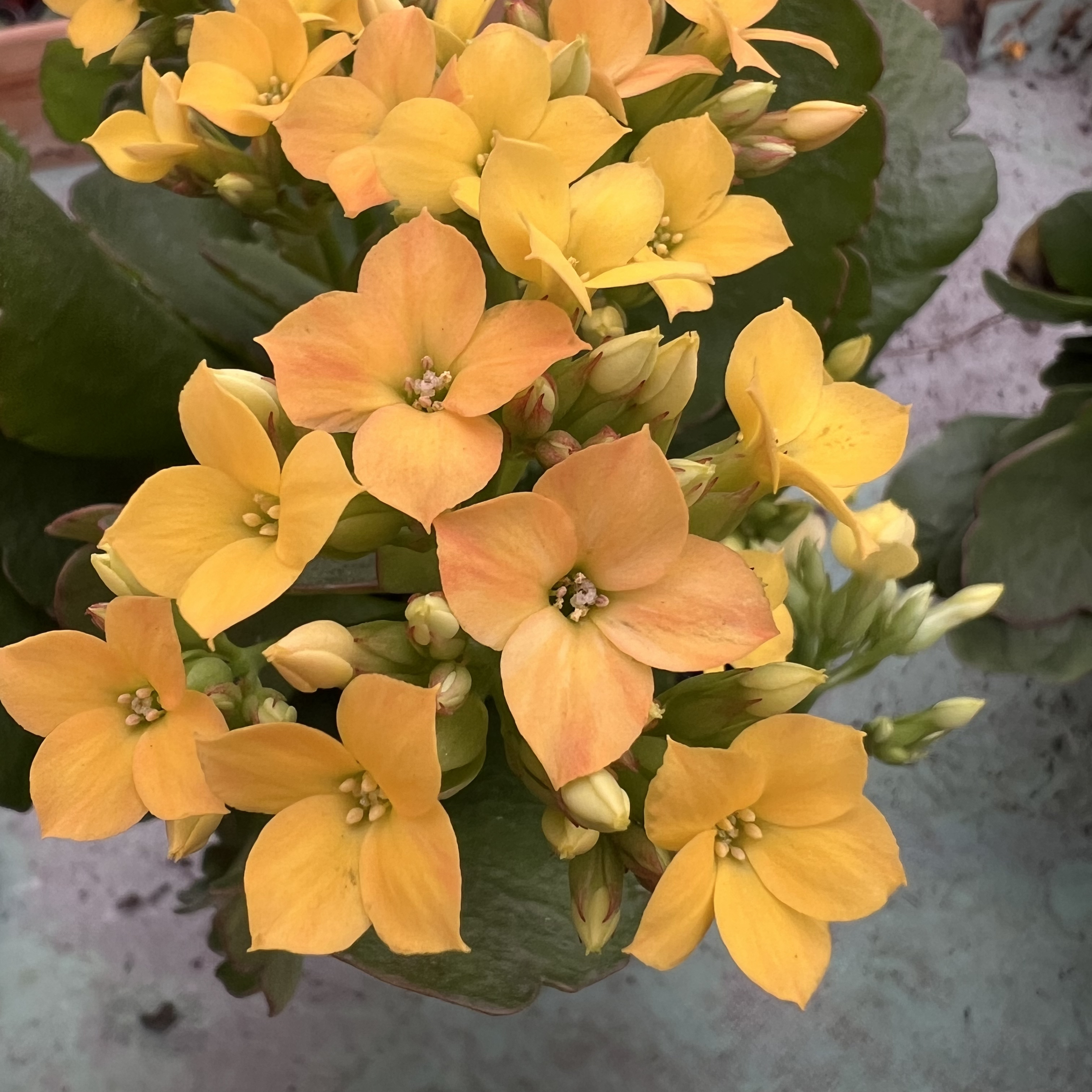 长寿花～【开拓】130盆(拍够两盆发货)