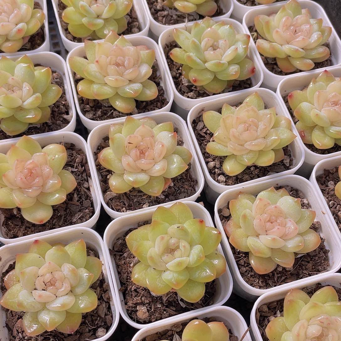 769号 冰心珍妮单头一个