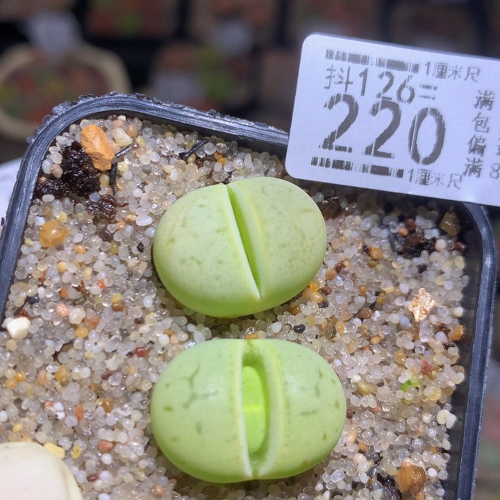 精品生石花126.220