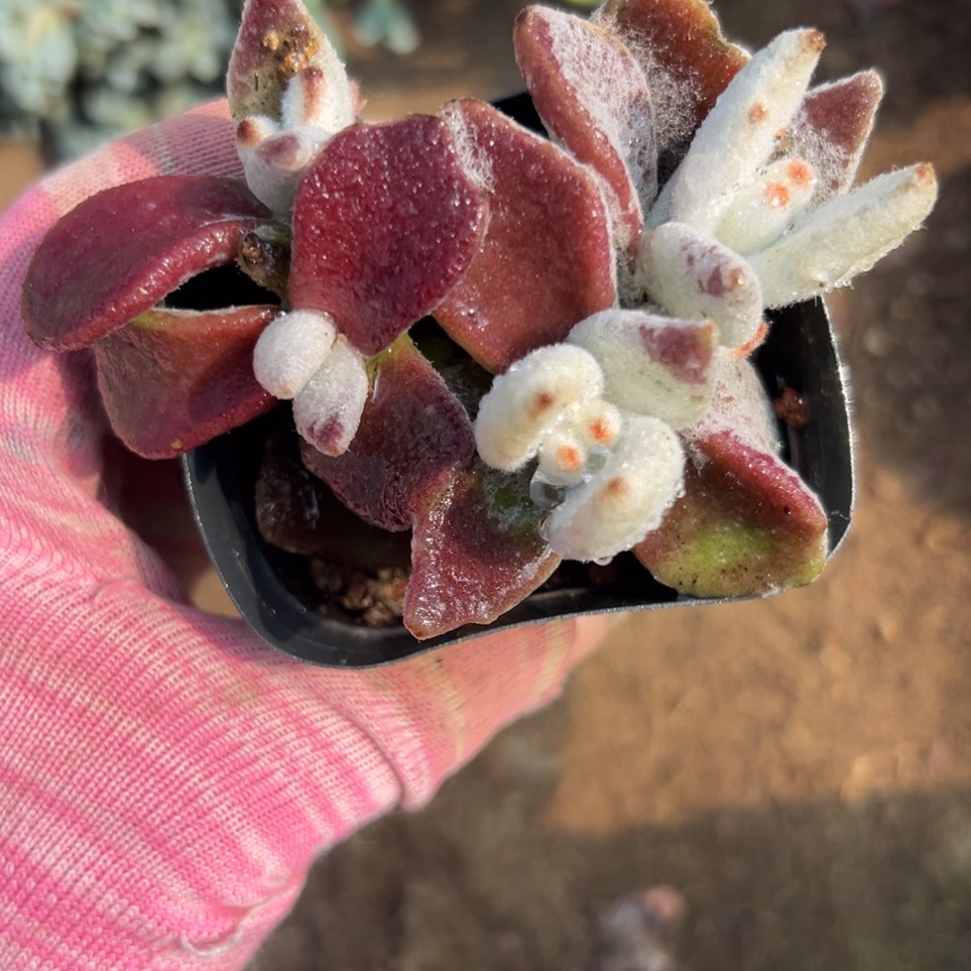 多肉们四座无言星欲稀植物中