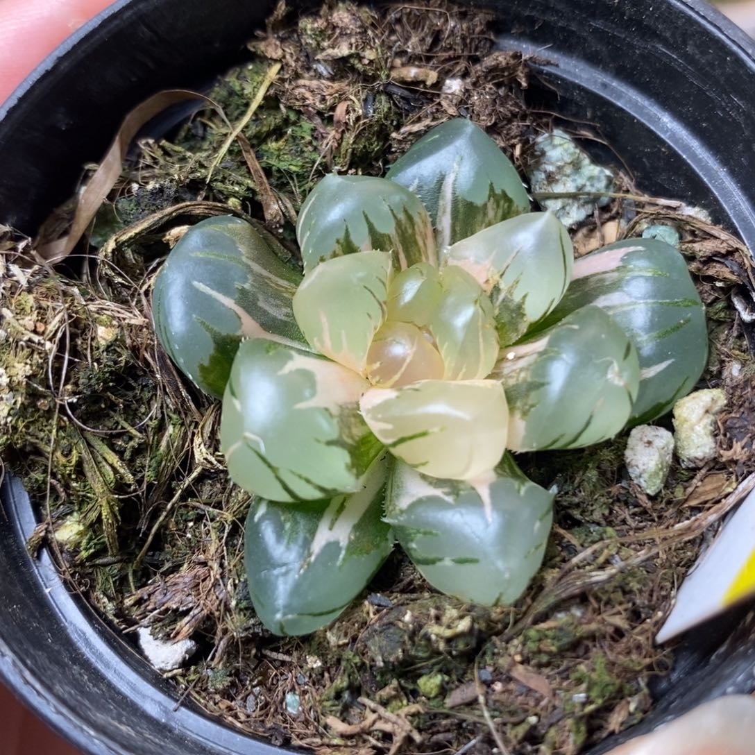 50水中月玉露锦一物一拍