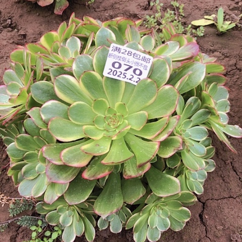 2.2-70半夏多肉植物