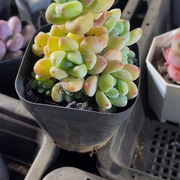 6.5方罗琦带盆土发