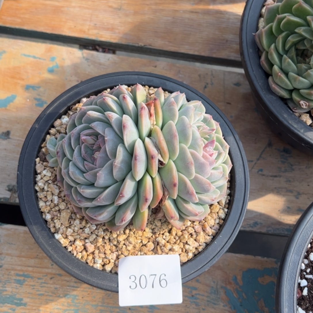 喆*3076多肉多多多多多