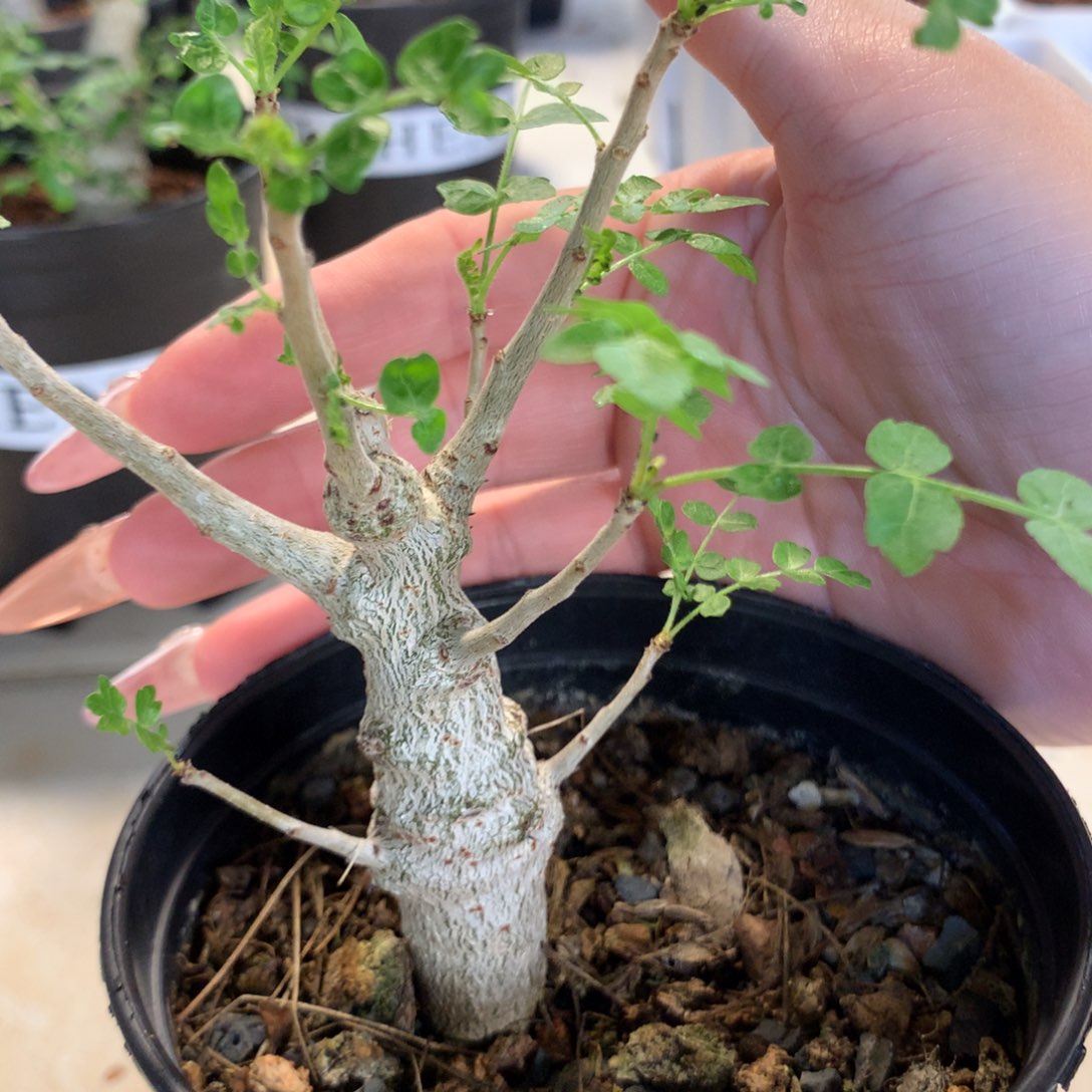 求*尼勒达乳香实生带盆