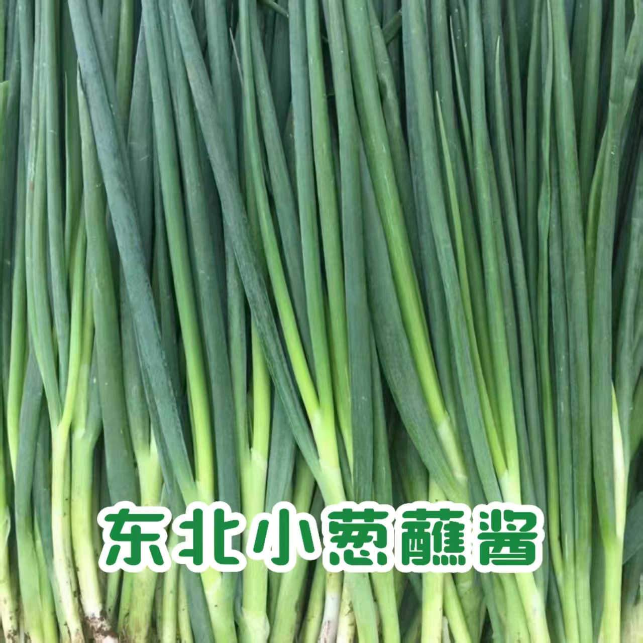 东北农家小旱葱新鲜采摘