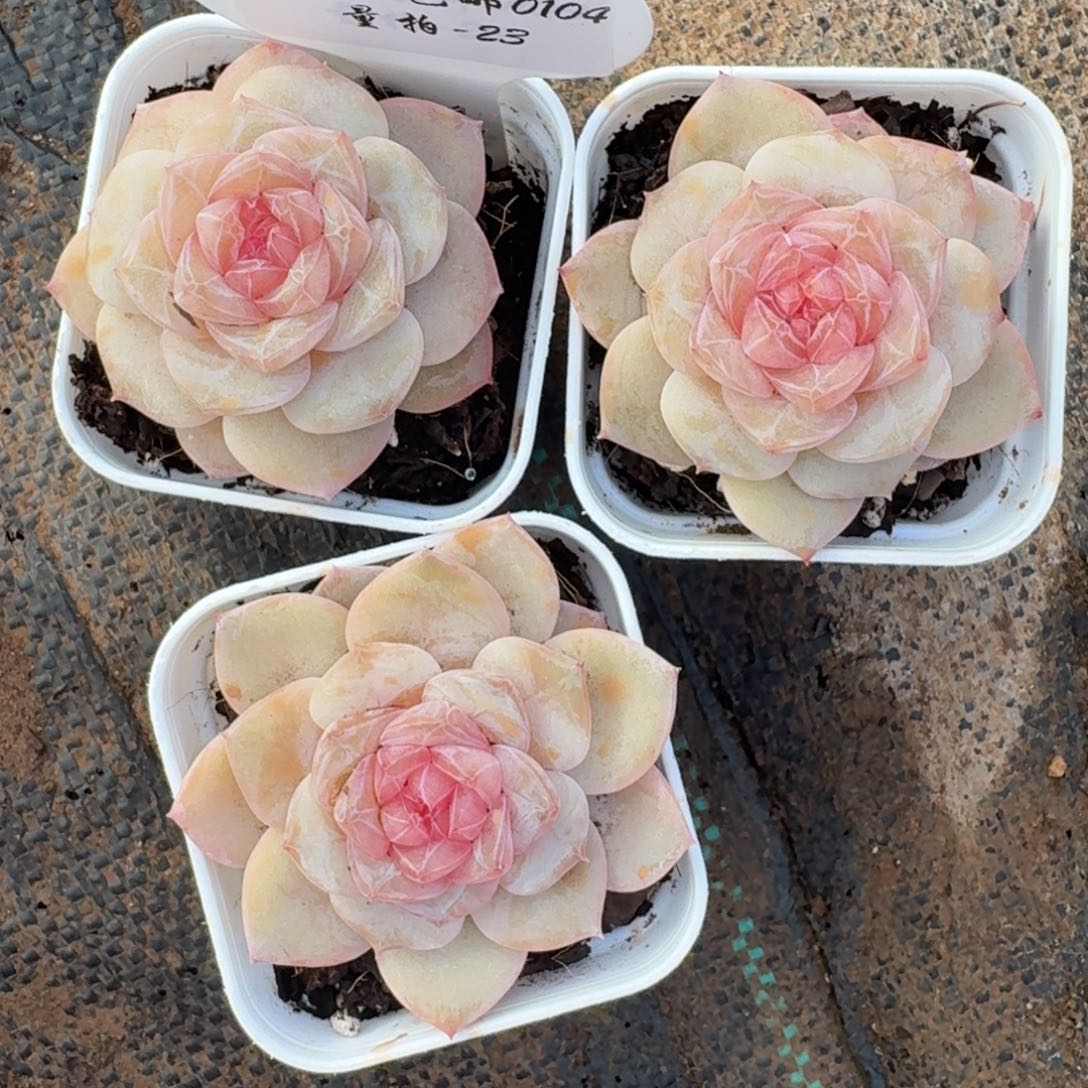 0104-023-齐妃一颗量拍