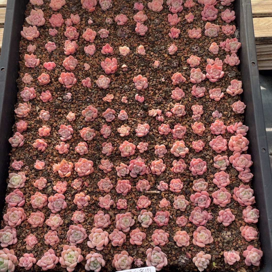 云糖心多肉植物707