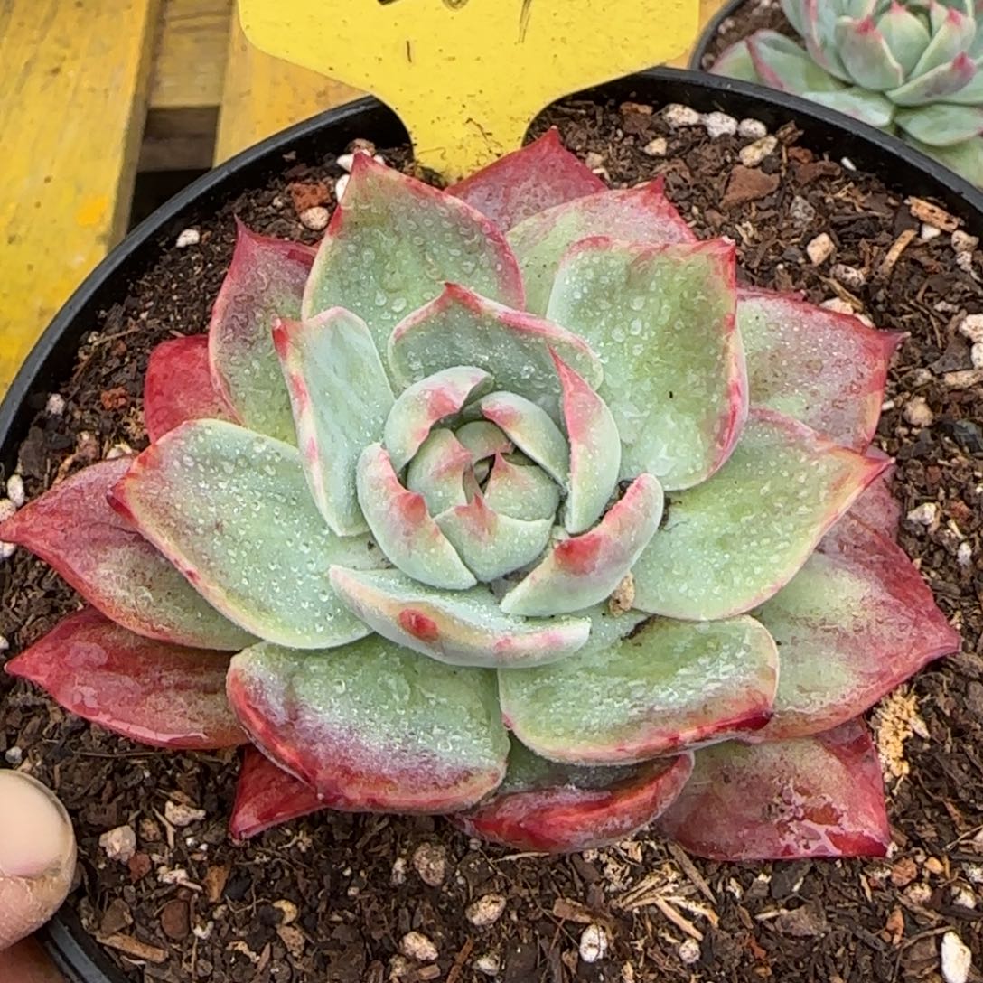 284 惊鸿一物一拍包装收缩花旱