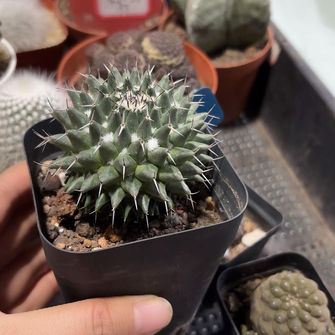 瓦格纳仙人球多肉