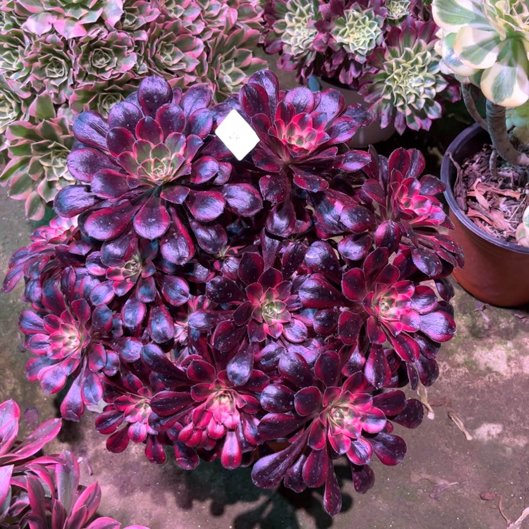 多肉植物丽娜028