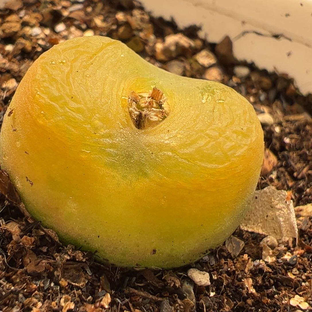 金黄毛多肉植物百科