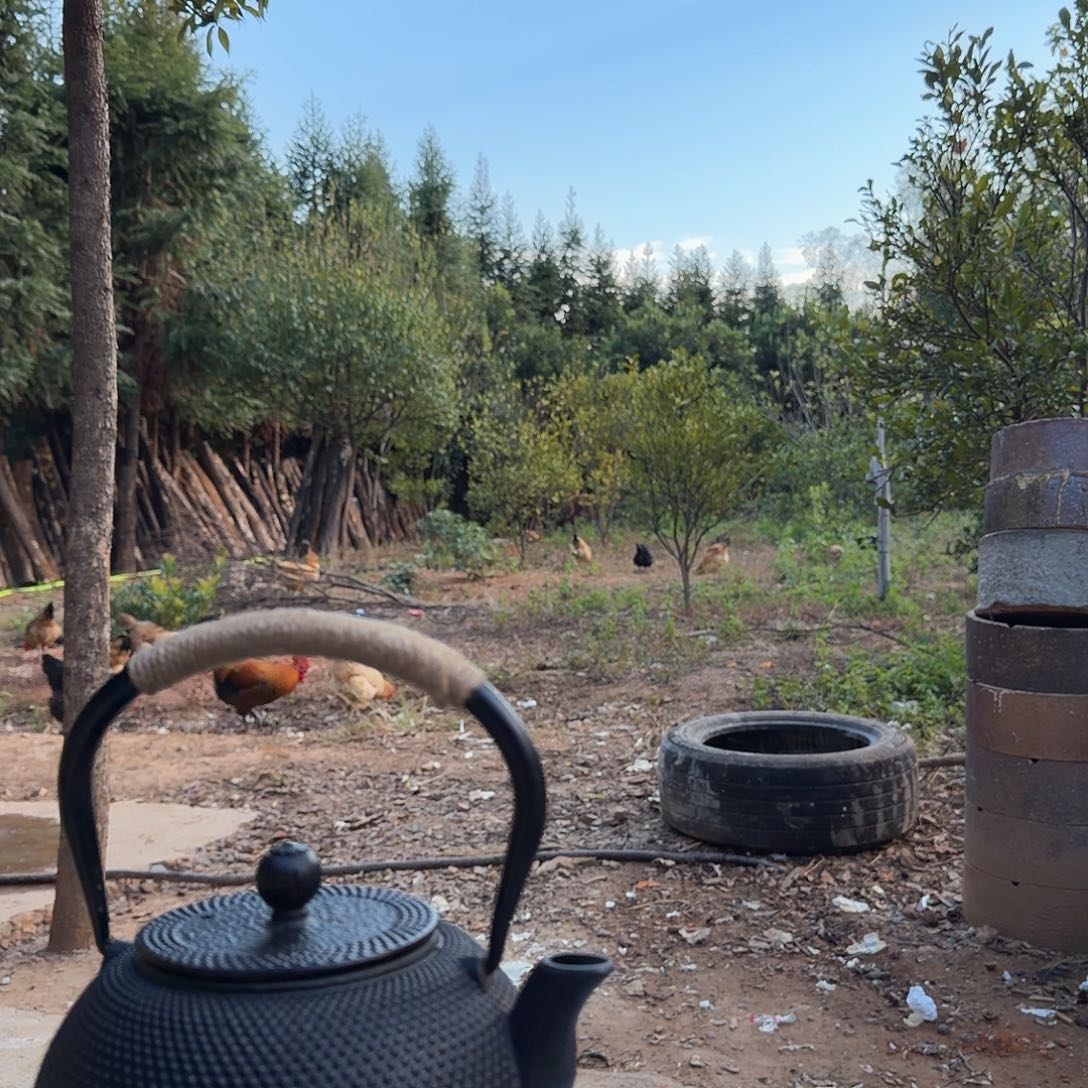 茶盏———————————-