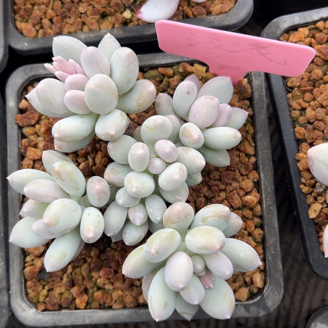 日月星辰111111111111111