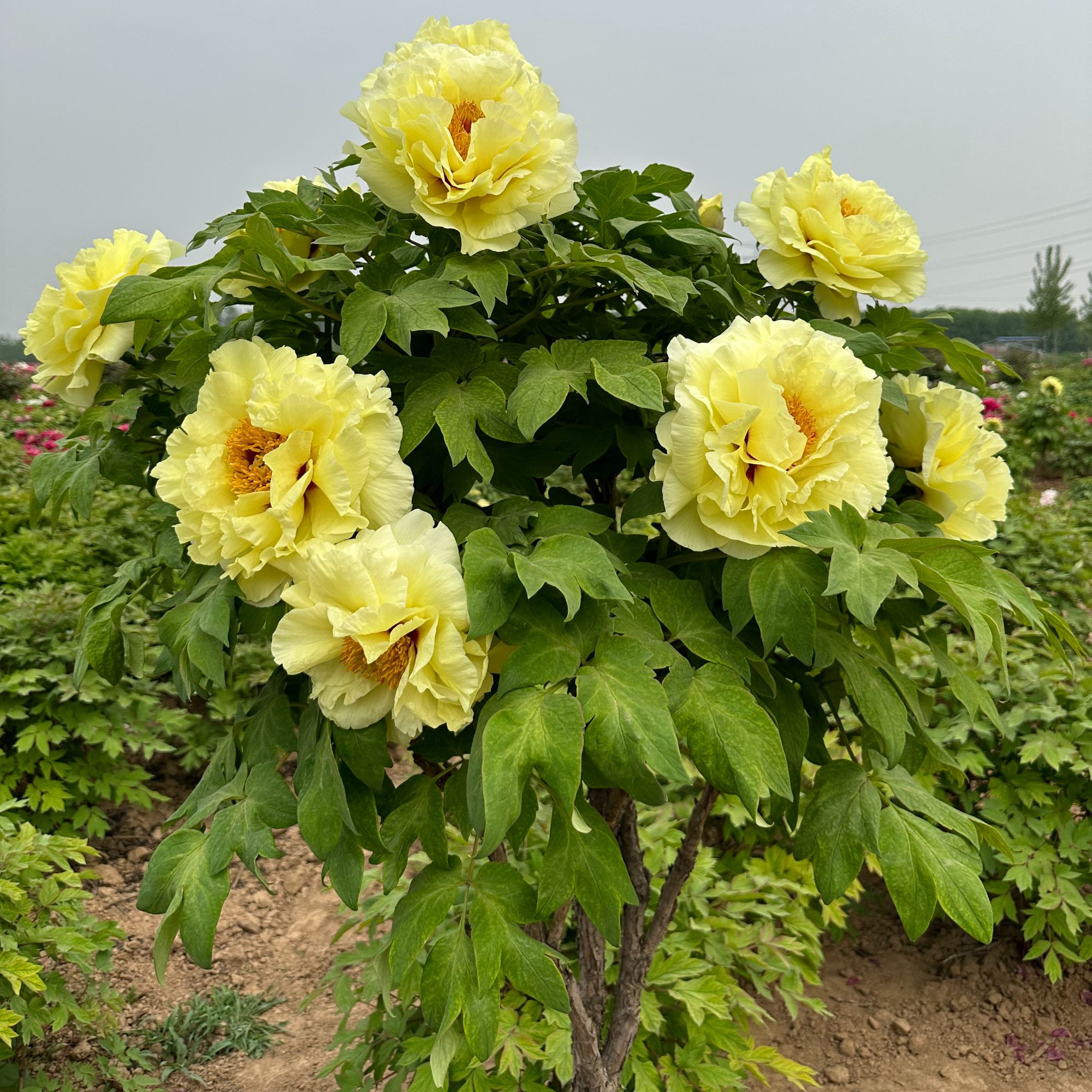 现货，黄冠牡丹，基地直发，正品保障
