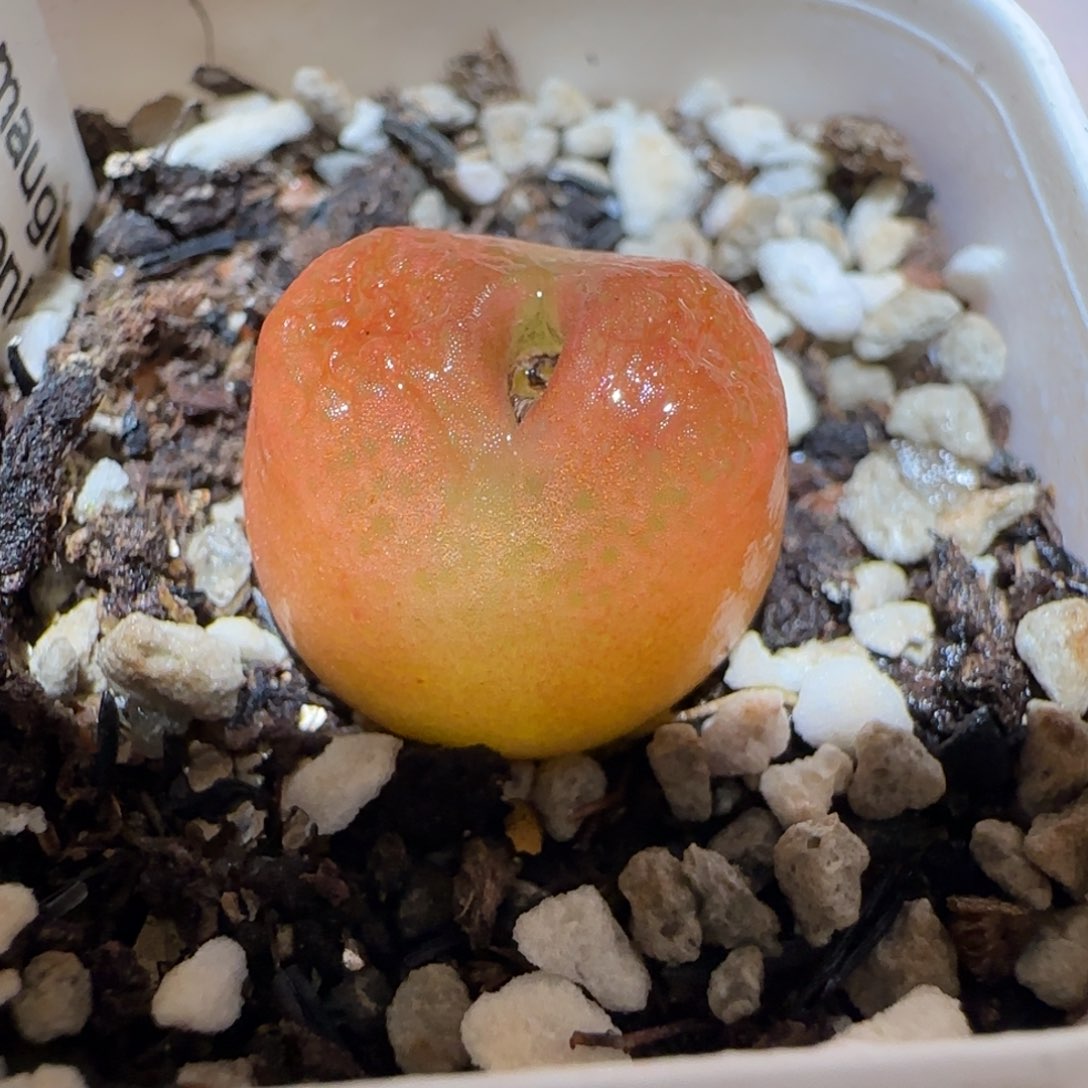 肉锥多肉植物百科4-水蜜桃420