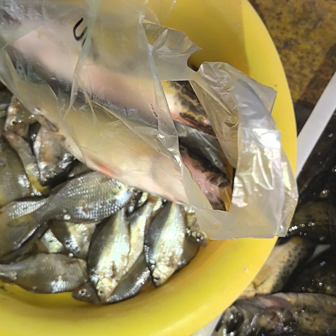 石台小李代购桂鱼0.8