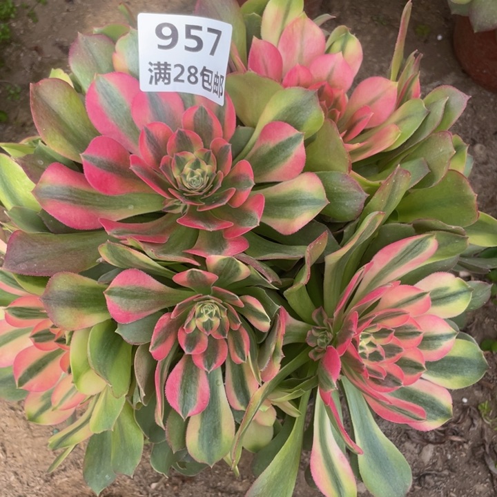 957一号棚雅典娜多肉C