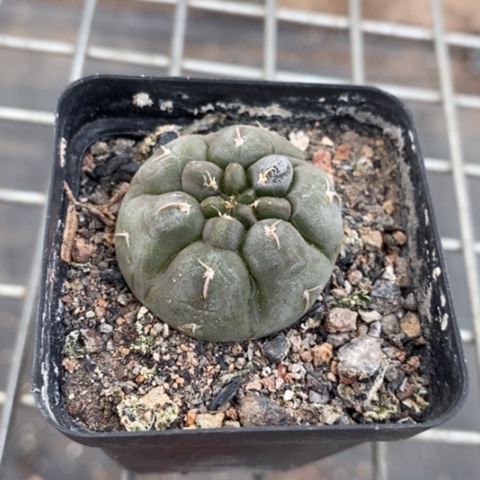 实生铅皮3仙人球