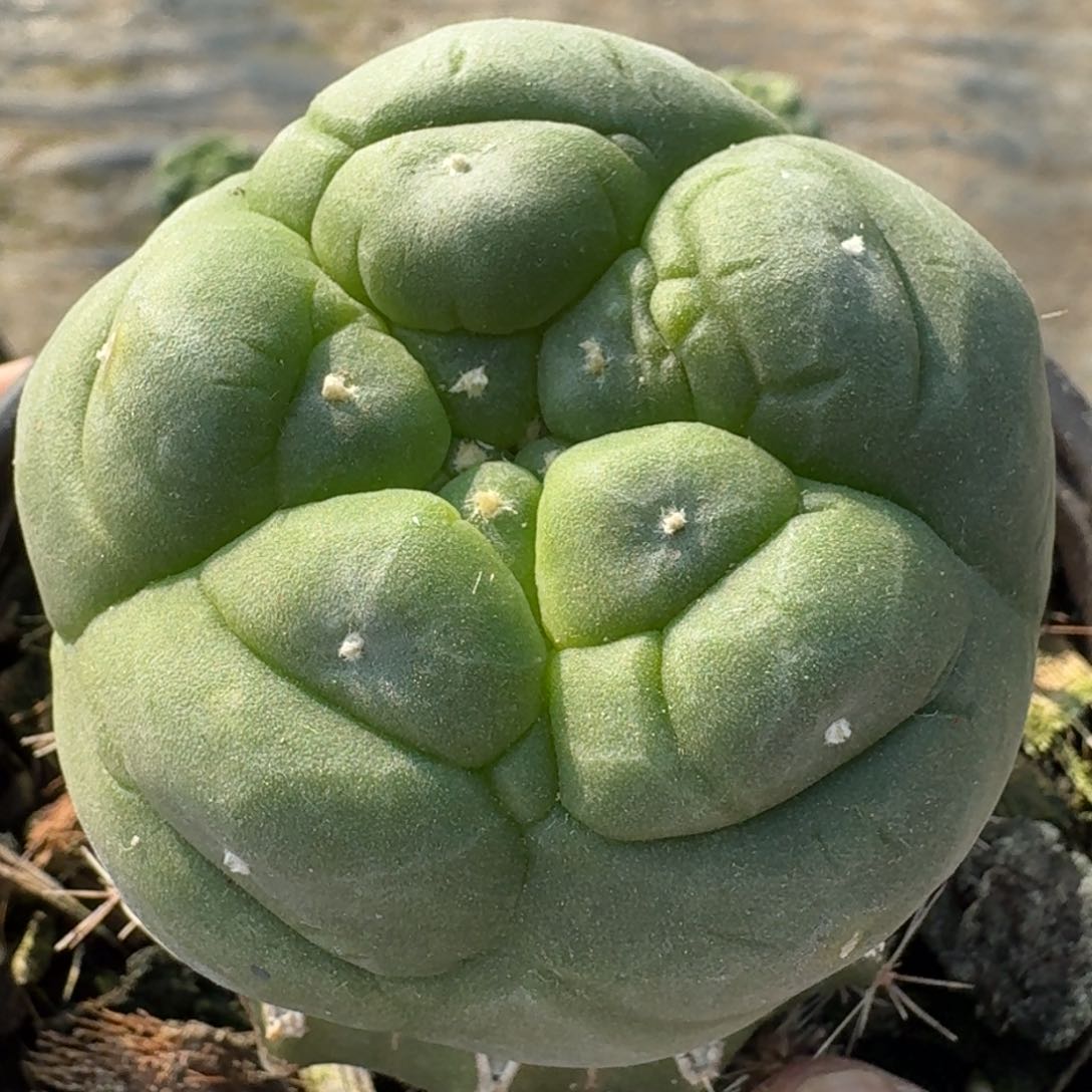 【闪购商品】五瓣大尤鲜291