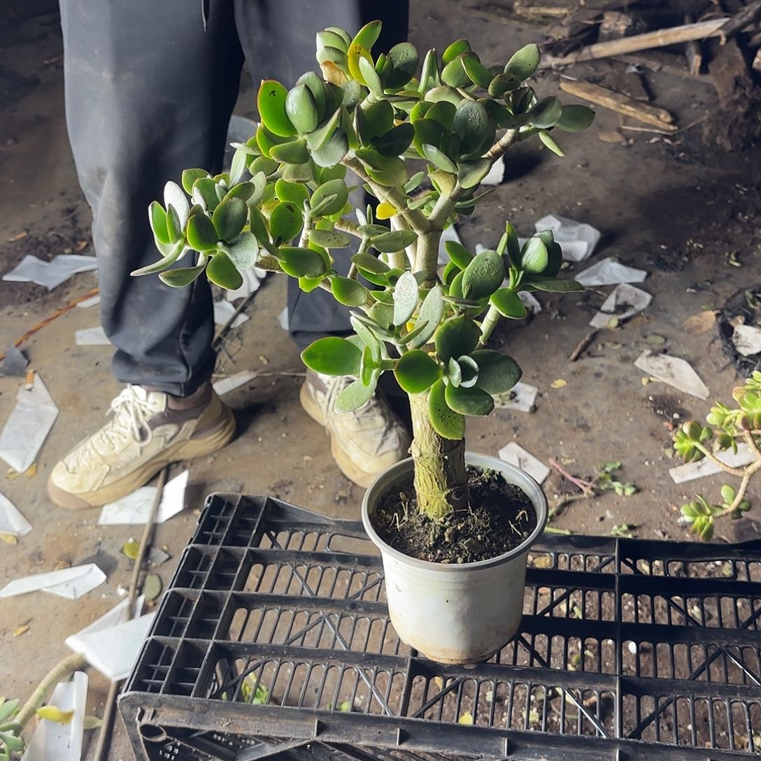 用***07760青叶玉树红边不售后