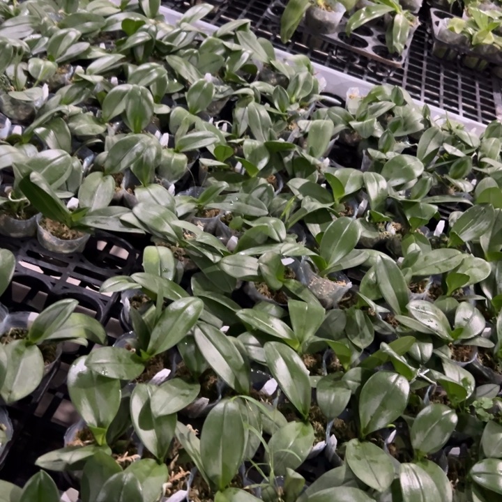 不开花植物七仙女2.5