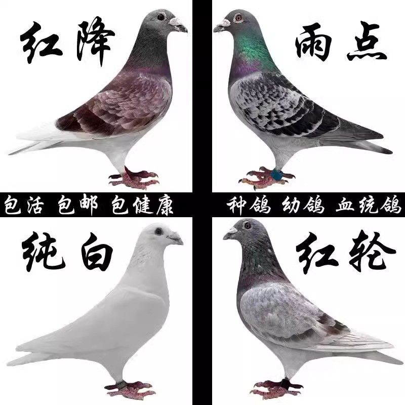 宠物鸽幼鸽信鸽原环鸽超级种雄超级金母育种价值很高