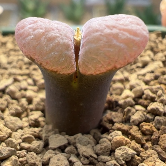 优选杂交精品红风铃一颗994。