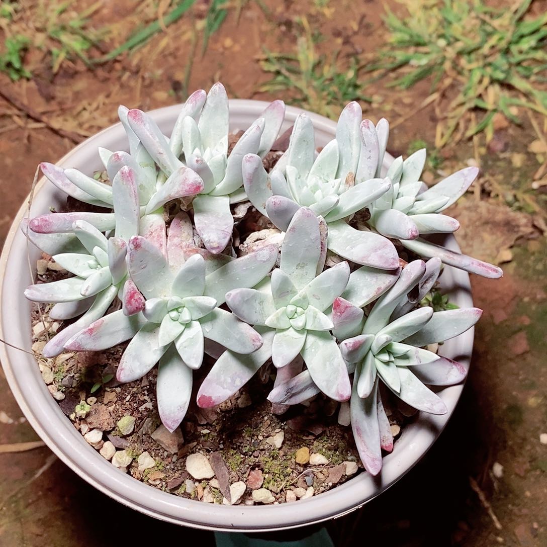 【闪购商品】哈哈哈哈流丹海瑟多肉1608