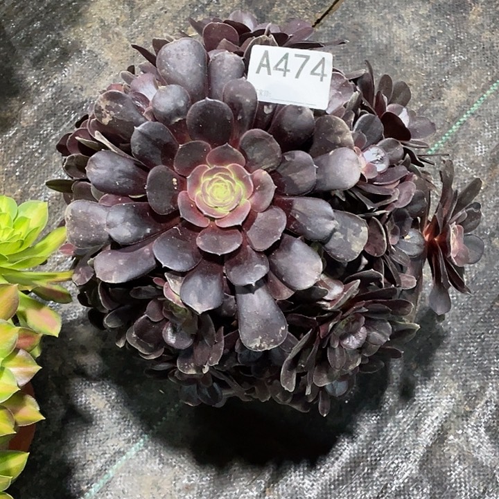 善***言欧紫多肉法师。 474