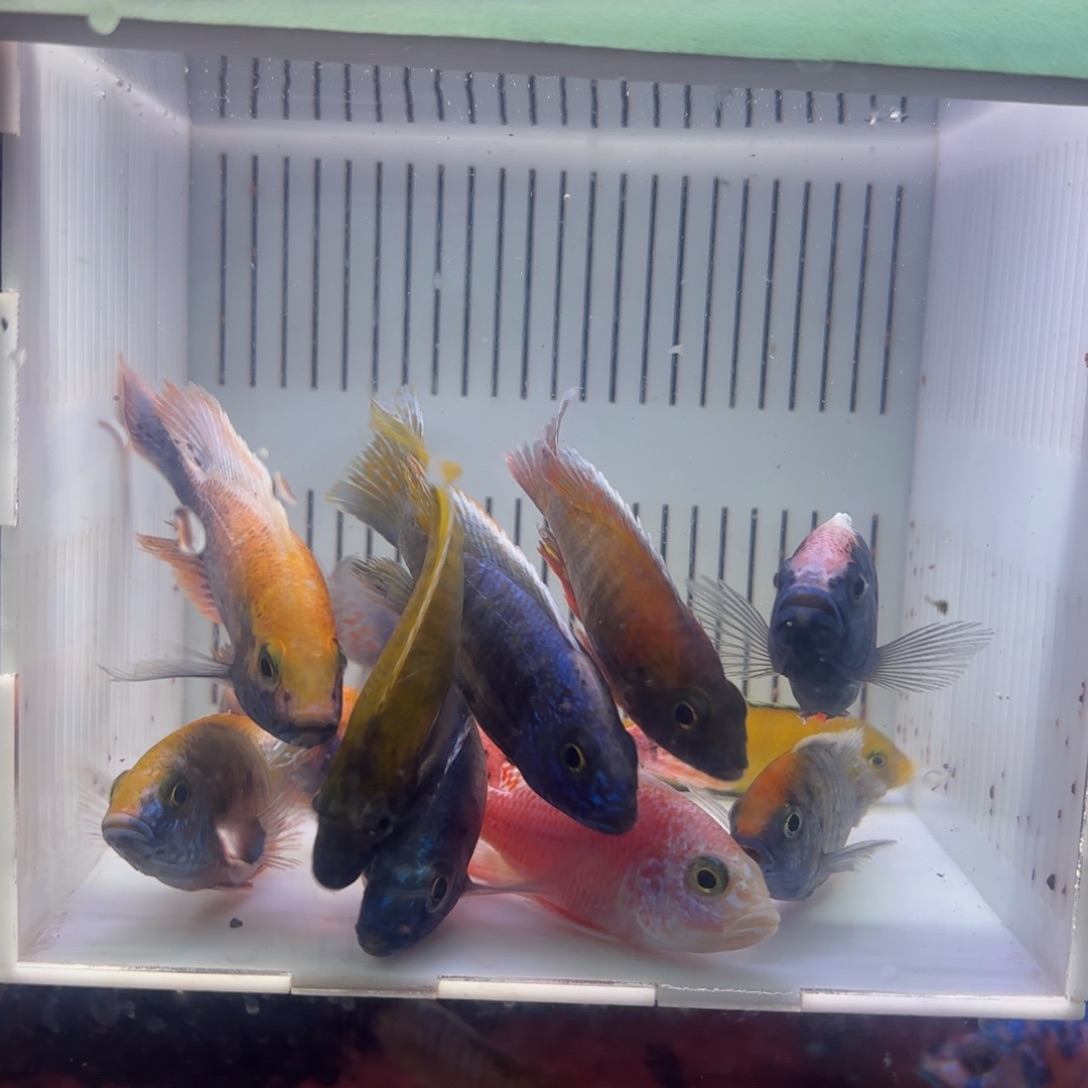 慈鲷鱼直播56 号12条其中备损2条