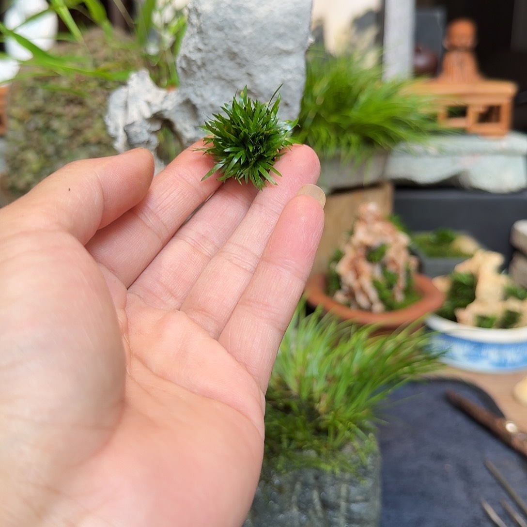 让***地两颗贵船苔塑料盆
