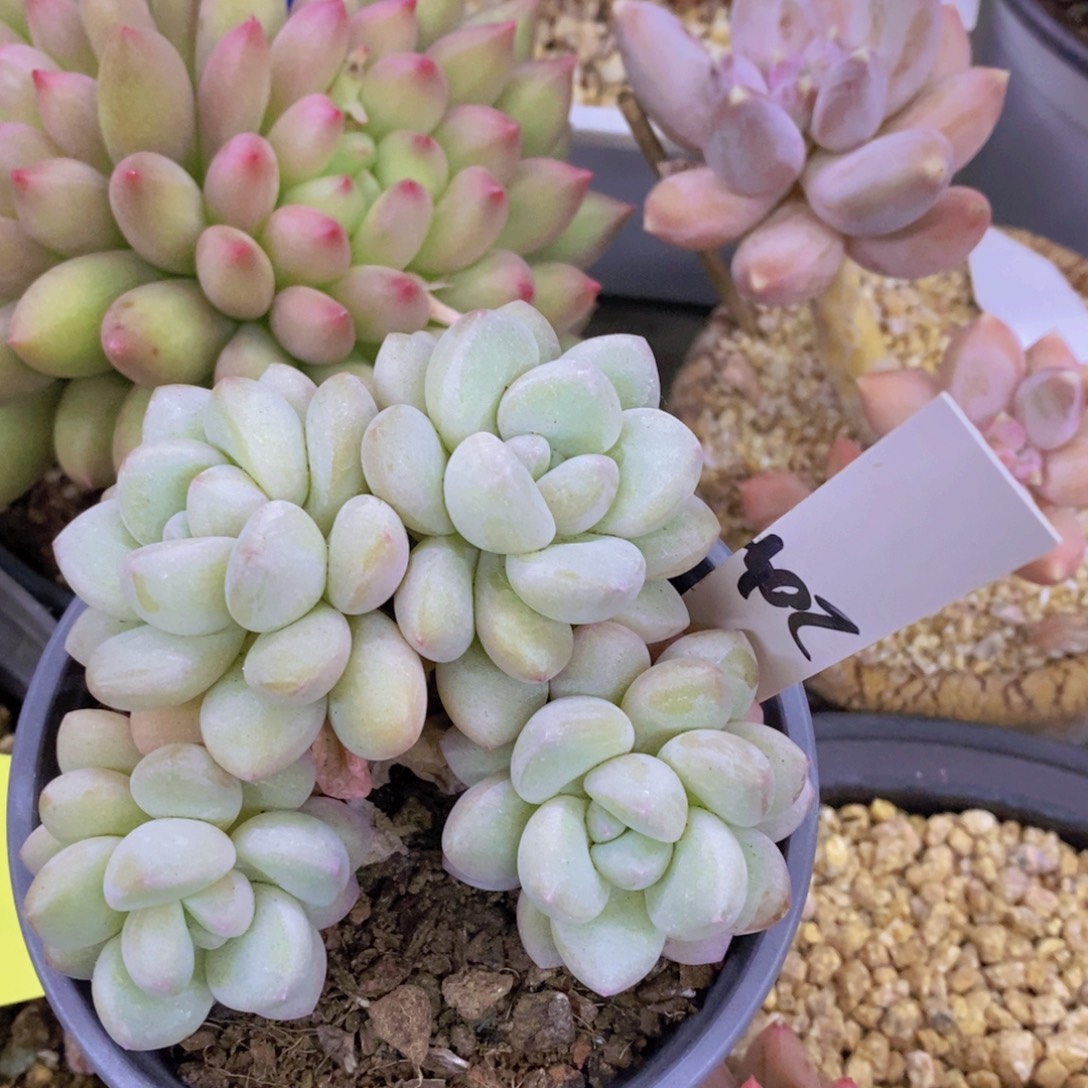 多肉植物，满5宋1了