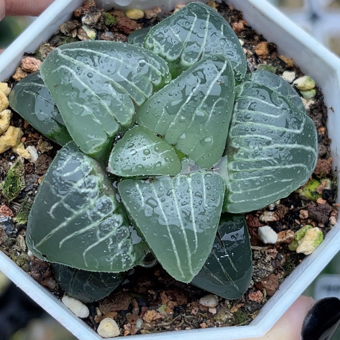 157粉色甜心福利专场