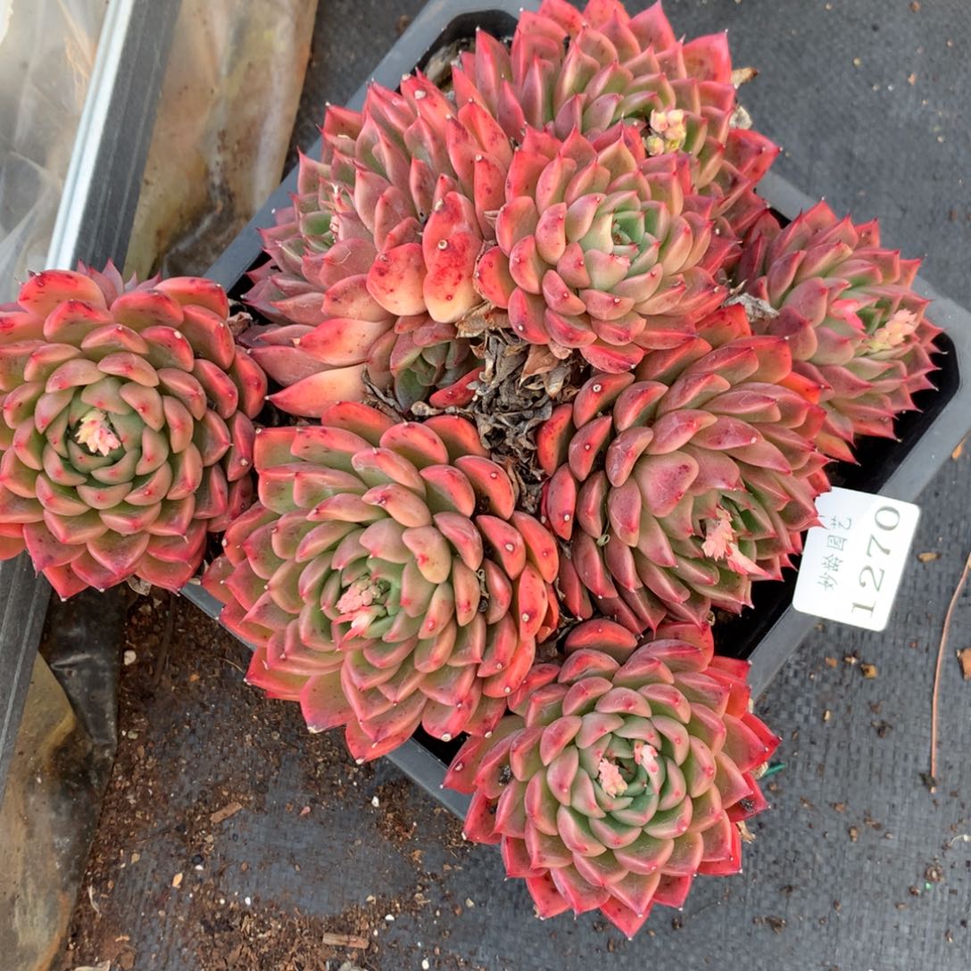 1270杂交精品基地18厘米