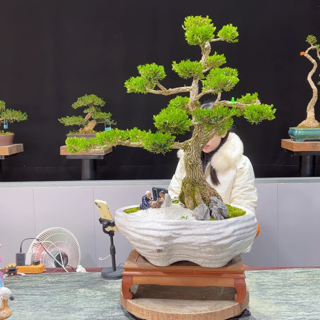 绿植黄杨盆景盆景