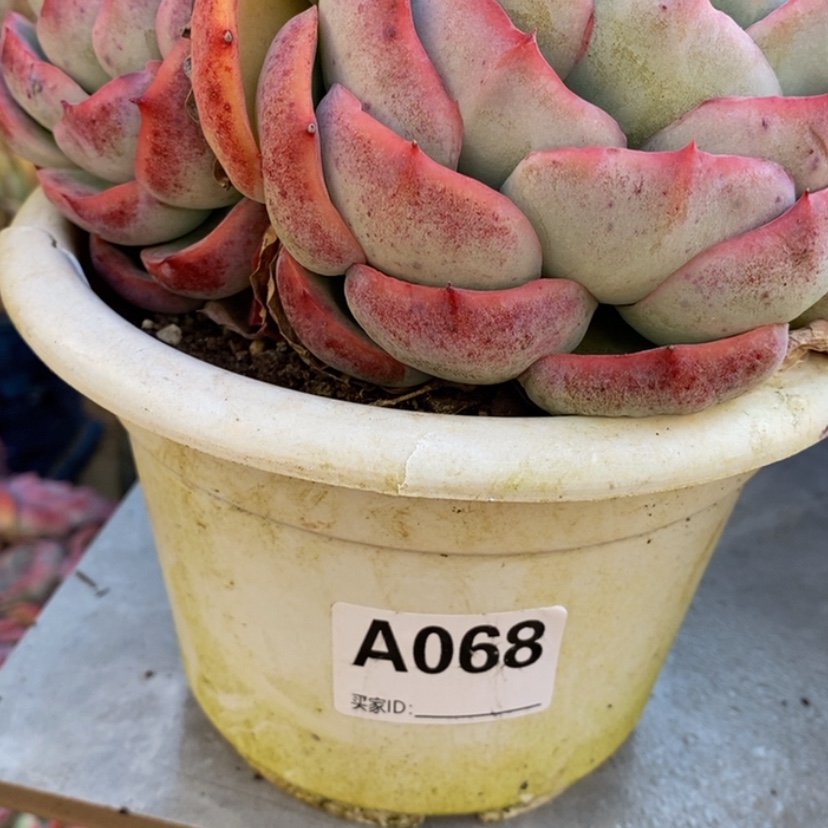 【闪购商品】婧**^多肉植物的