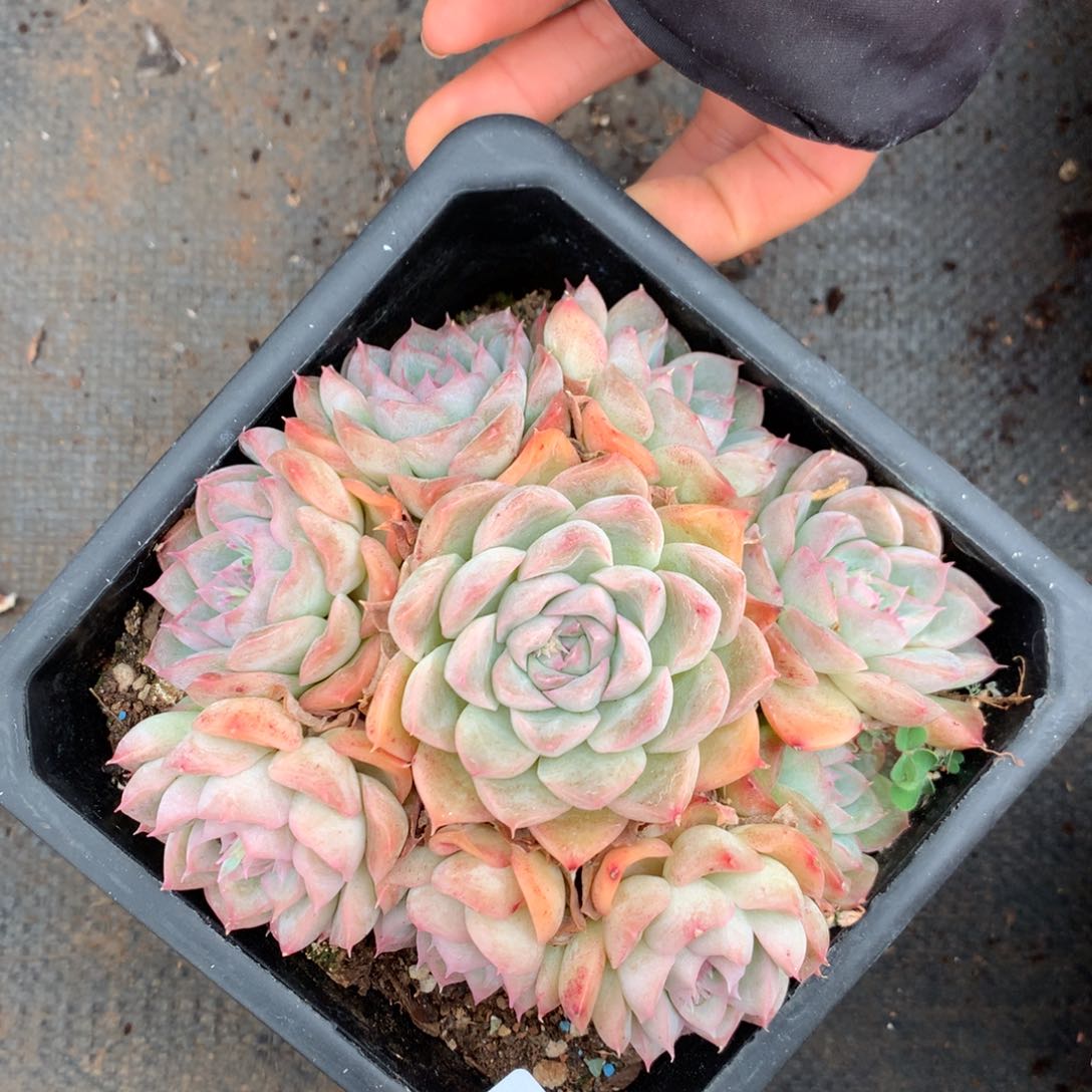 1759杂交精品基地13厘米