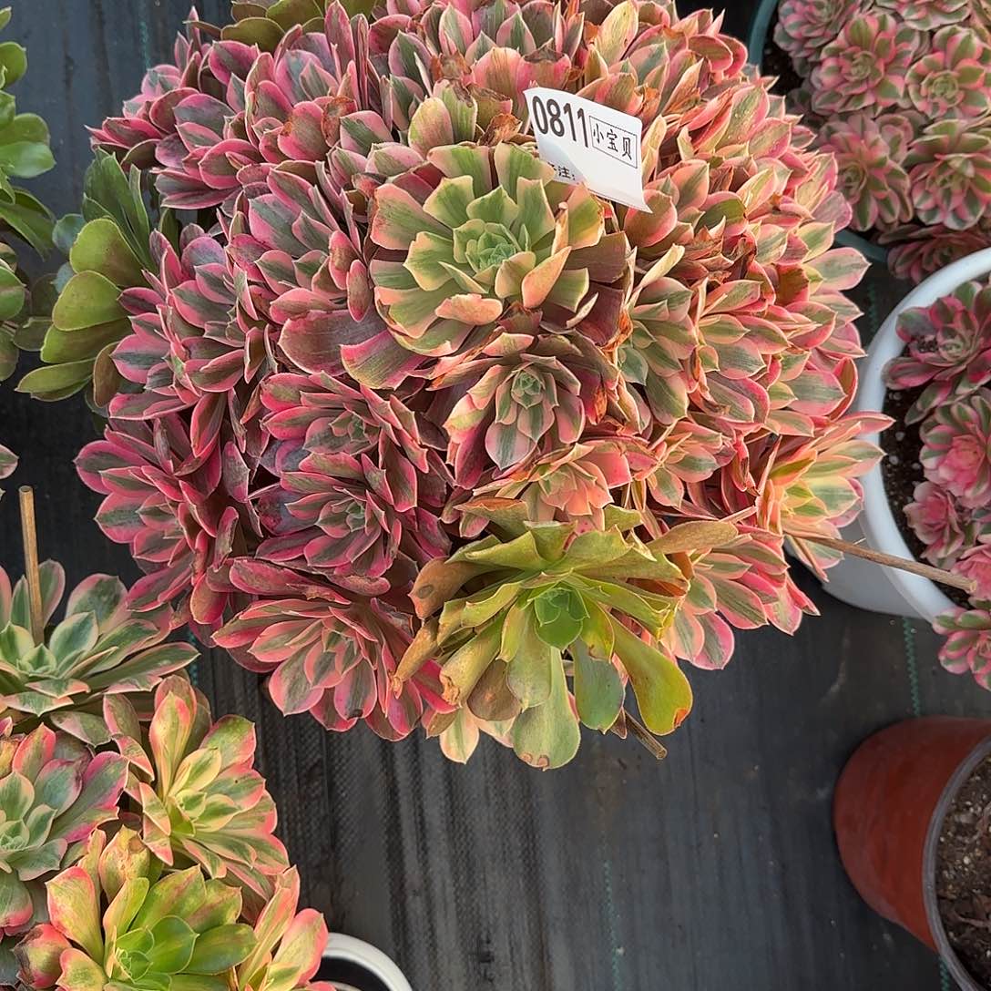 默***…女妖多肉0811多肉