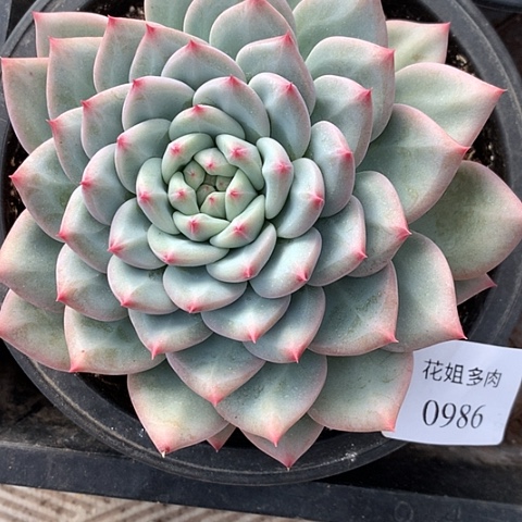 蜗***盼0986一颗5288888888888